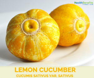 Facts-about-Lemon-Cucumber