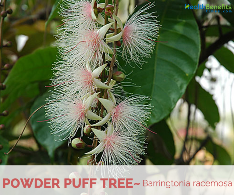 Powder Puff Tree facts and health benefits