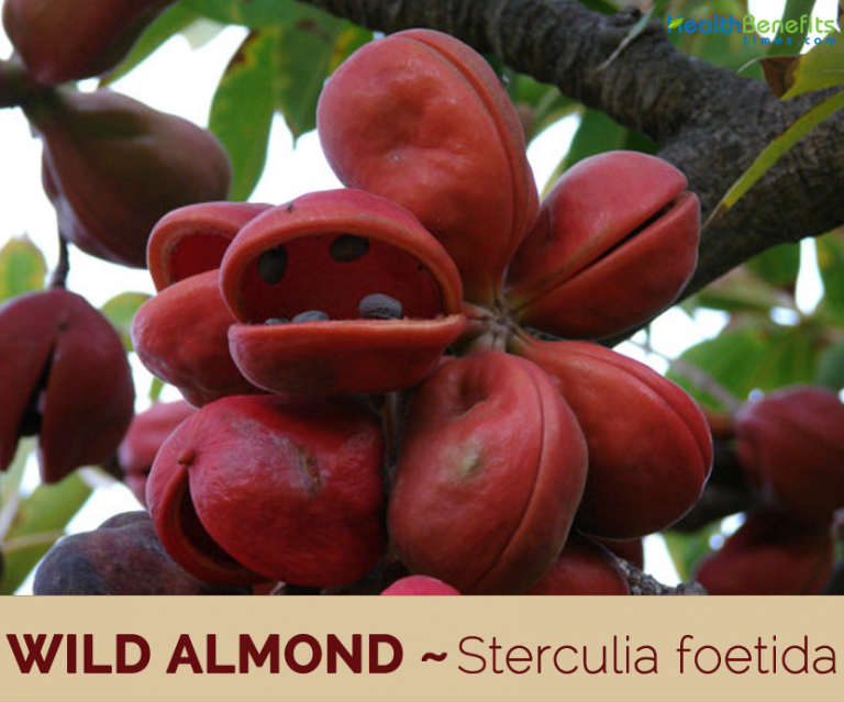 Wild Almond facts and health benefits
