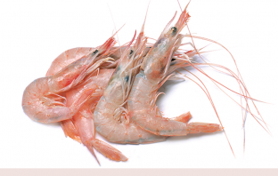 Facts and benefits of Prawn