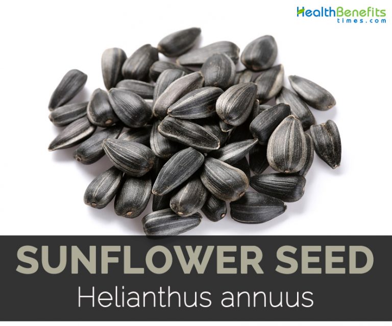 Sunflower seed Facts, Health Benefits and Nutritional Value