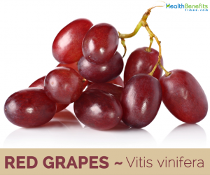Red grapes Benefits