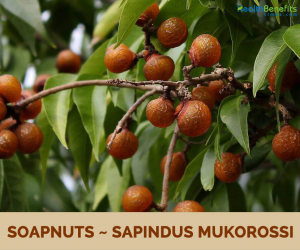 Benefits and uses of Soap Nut (Soapberry)