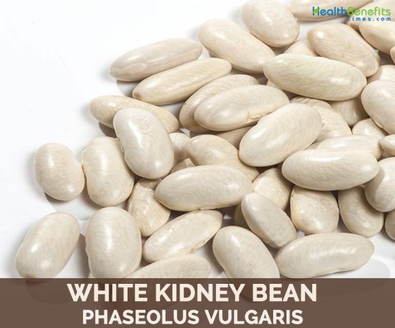White Kidney Beans facts and health benefits
