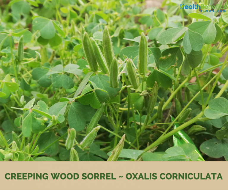 Creeping Wood Sorrel facts and health benefits