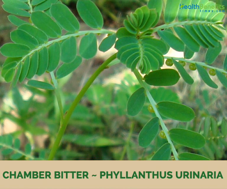 Chamber Bitter facts and health benefits