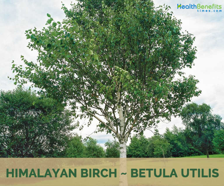 Himalayan Birch facts and health benefits