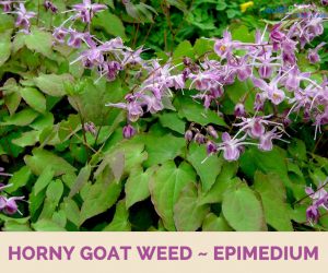 Horny goat weed (Barrenwort) facts and benefits