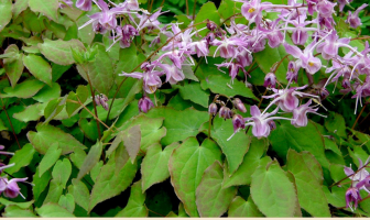 Horny goat weed (Barrenwort) facts and benefits