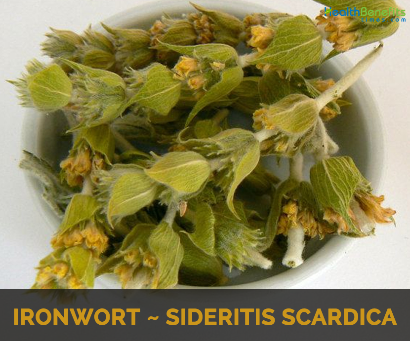 Ironwort facts and uses