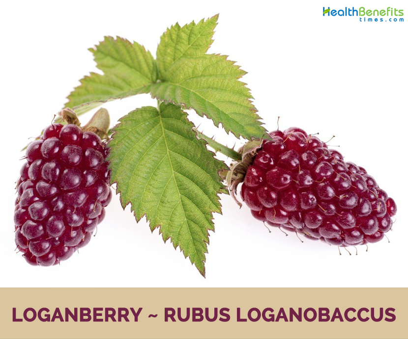 Loganberry benefits and nutrition facts