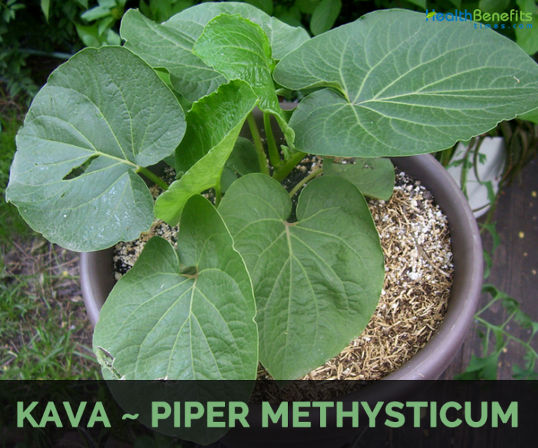 Kava facts and health benefits