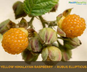 Yellow himalayan raspberry facts and benefits