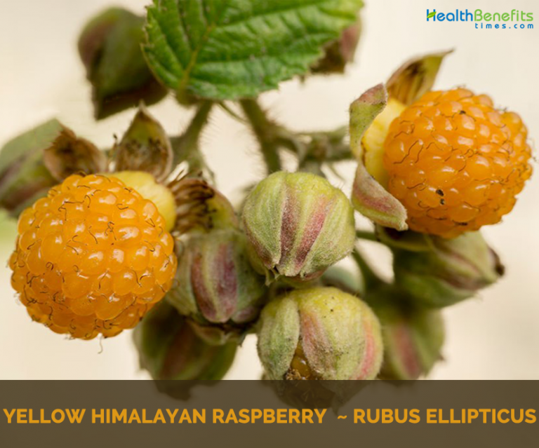 Yellow himalayan raspberry facts and health benefits