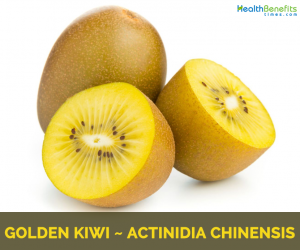 All about Golden Kiwi