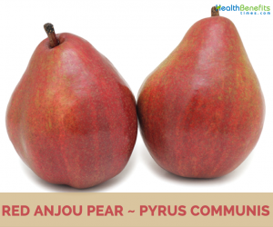 All about Red Anjou Pear