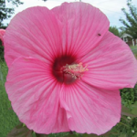 Giant Rose Mallow