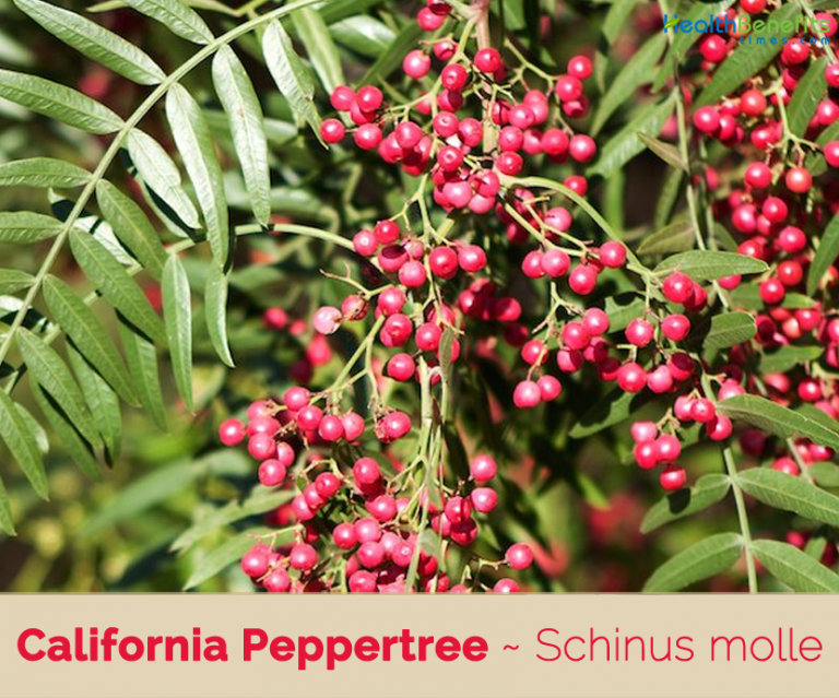 California Peppertree facts and health benefits