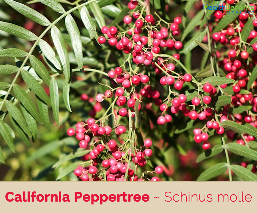 Know about California Peppertree