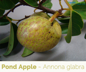 Pond Apple Information, Facts
