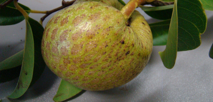 Pond Apple Information, Facts
