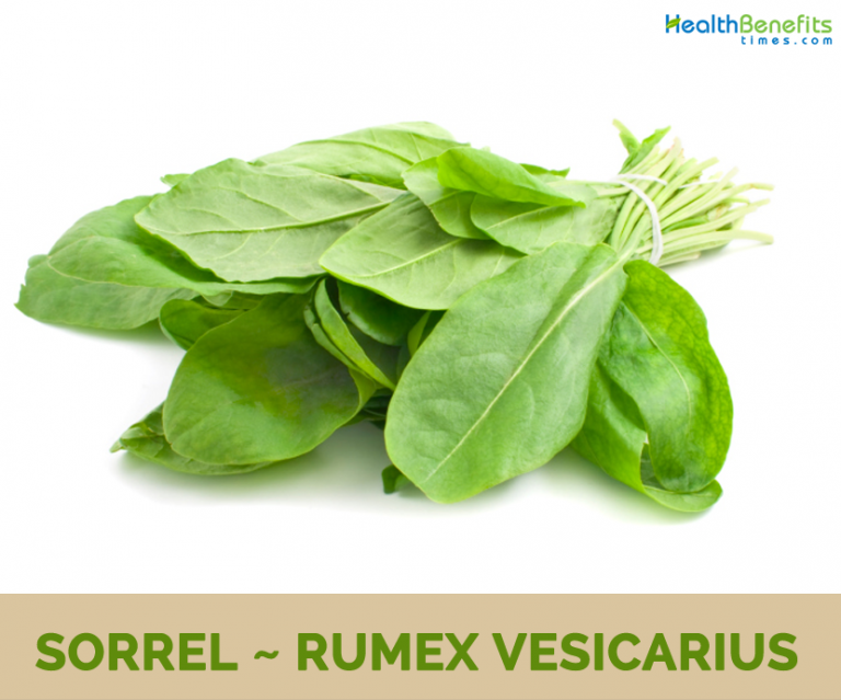 Sorrel facts and health benefits