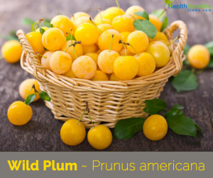 Wild Plum: Health Benefits and Nutritional Facts