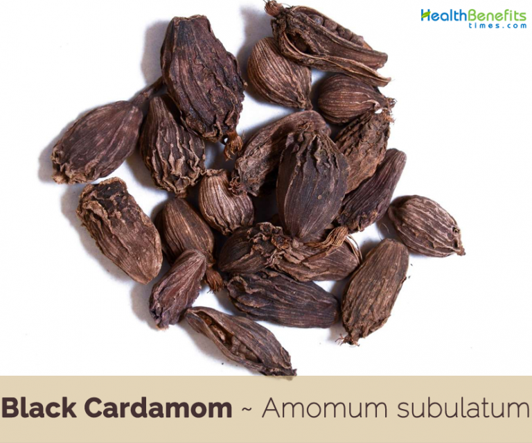 Black Cardamom health benefits