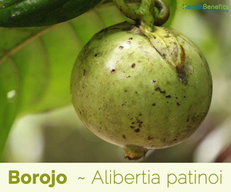 Borojo facts and health benefits
