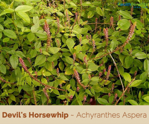 Facts and benefits of Devil's Horsewhip (Chaff Flower)