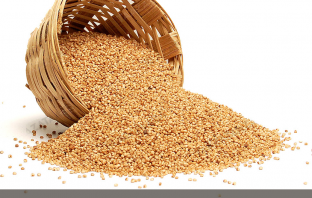 Kodo Millet facts and benefits