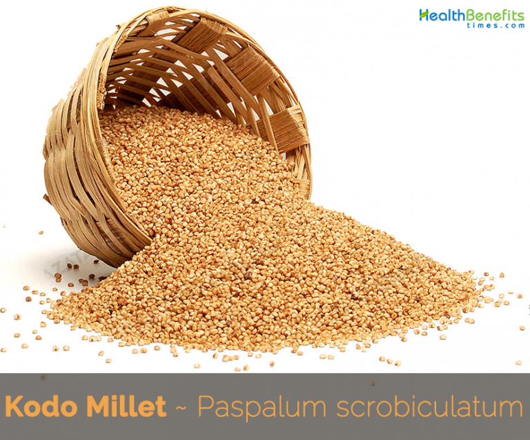 Kodo Millet facts and health benefits