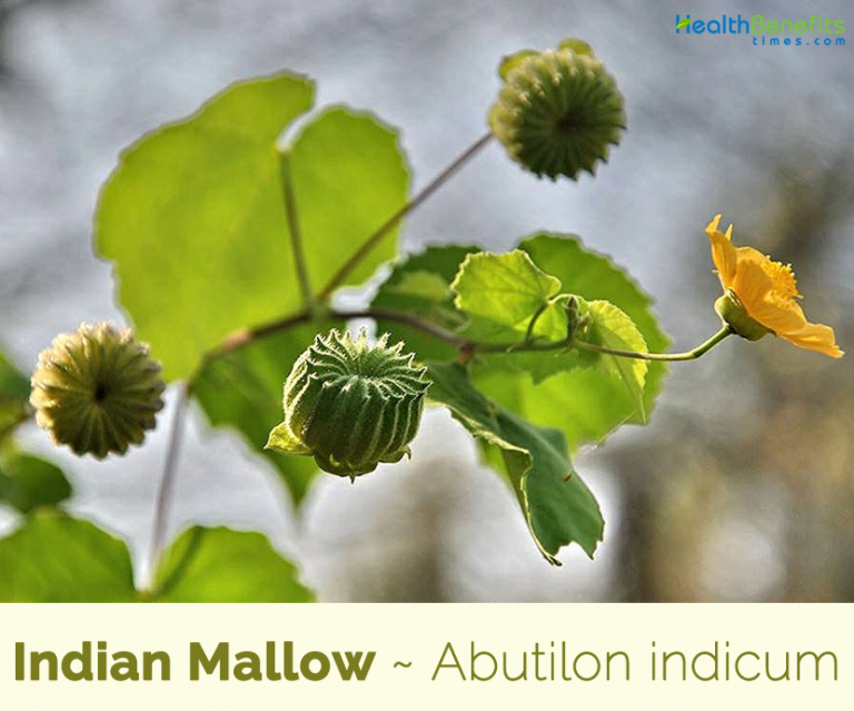 Indian mallow facts and health benefits