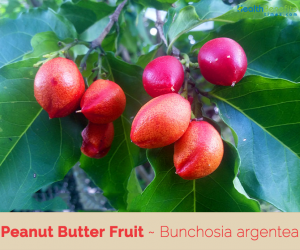 Know about Peanut Butter Fruit