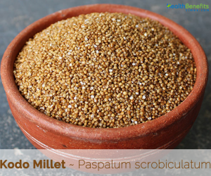 Kodo Millet facts and benefits