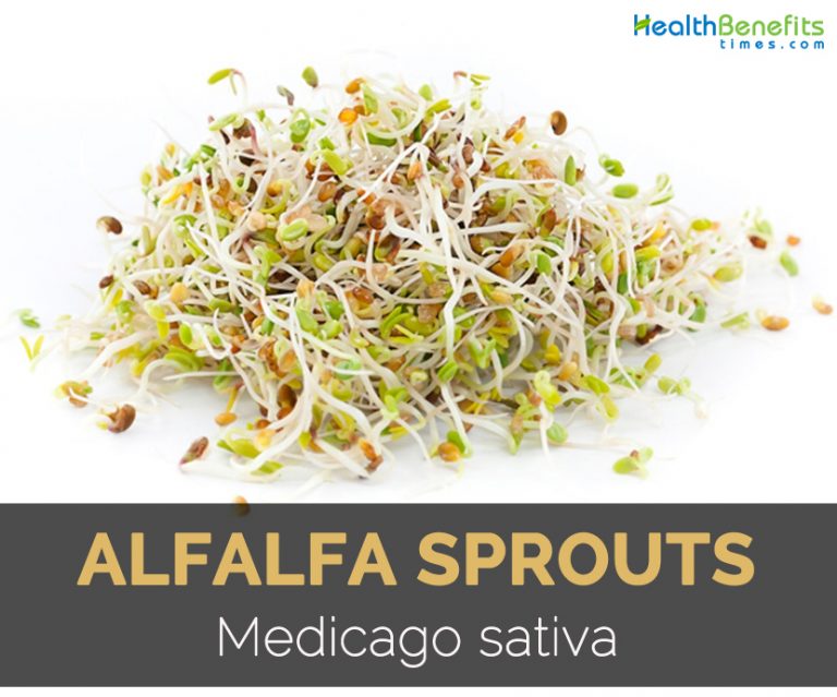 Alfalfa Sprouts Fact, Health Benefits and Nutritional Value