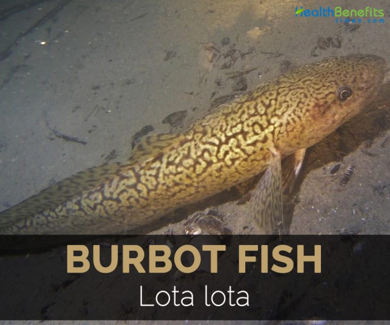 Burbot Fish Facts and Nutritional Value
