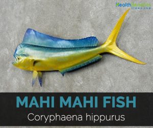 Mahi Mahi Fish Facts, Health Benefits and Nutritional Value