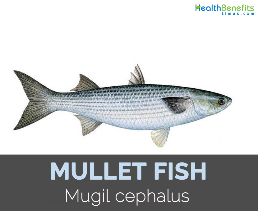 Main-image-of-Mullet-fish.jpg