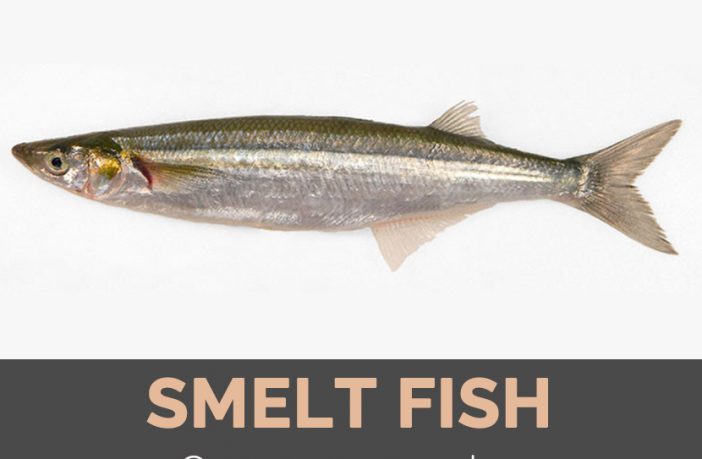 Smelt Fish Facts, Health Benefits and Nutritional Value