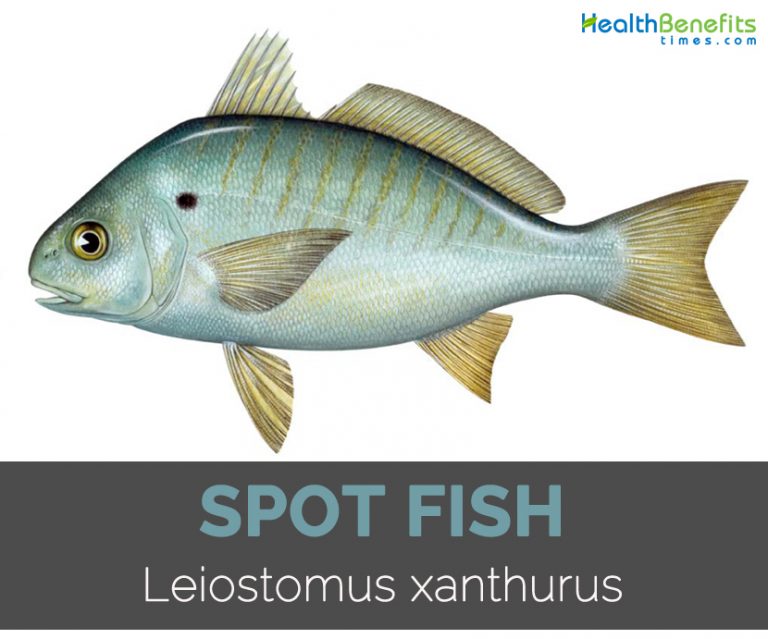 Spot Fish Facts and Nutritional Value