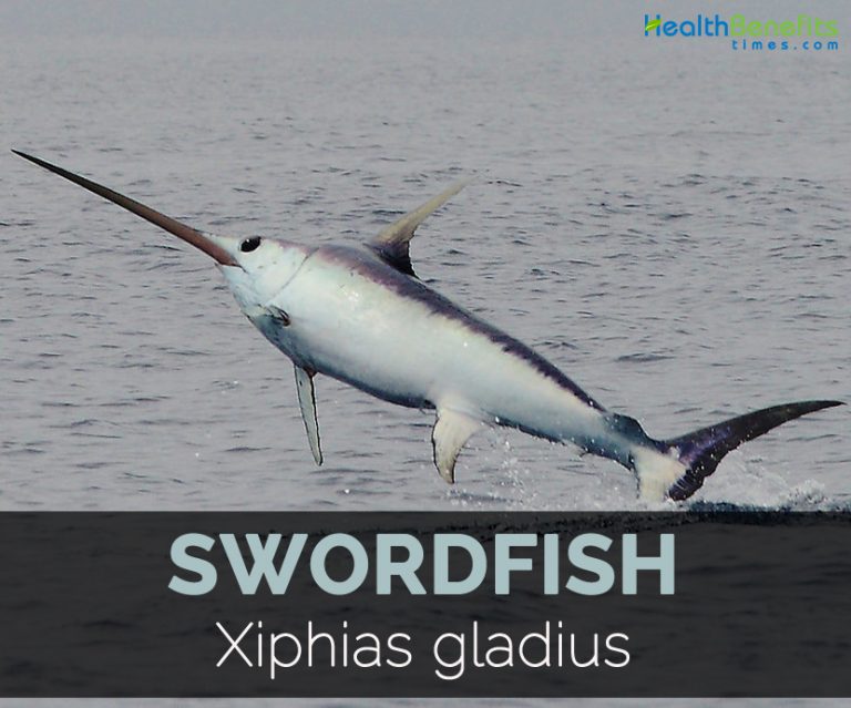 Swordfish Facts, Health Benefits and Nutritional Value