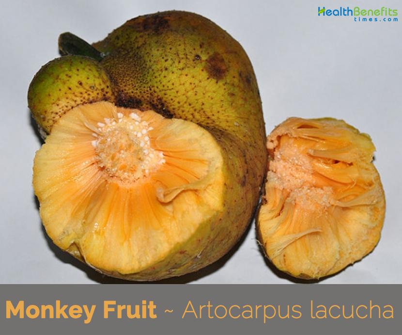 Monkey Fruit Description and uses