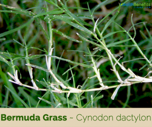 Bermuda Grass health benefits and uses