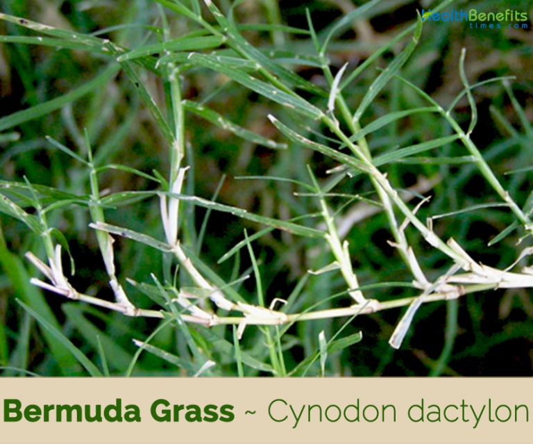Bermuda Grass facts and health benefits