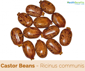 Castor Beans health benefits