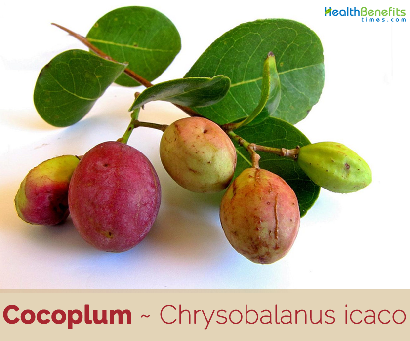 Cocoplum benefits and uses
