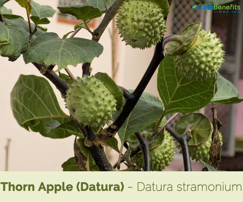 Facts and health benefits of Thorn Apple (Datura)
