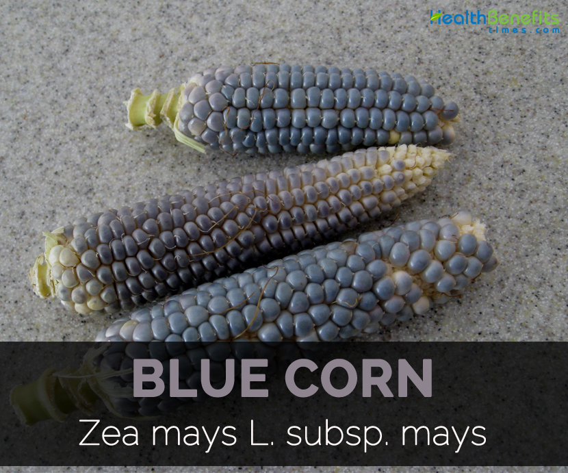 panel Observation statement Blue corn Facts, Health Benefits and Nutritional Value