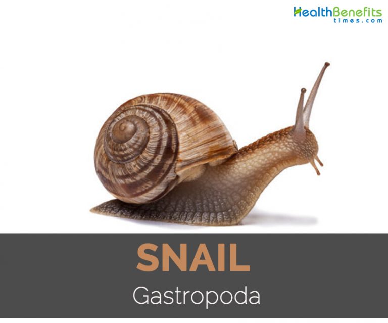 Snail Facts, Health Benefits and Nutritional Value